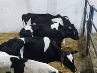 ثور, Russian Black pied cattle — الصورة 2