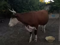 Cow, Cattle — photo 6
