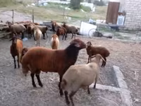 Ram, Sheep — photo 2