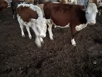 Kuh, Swiss cattle — Foto 6