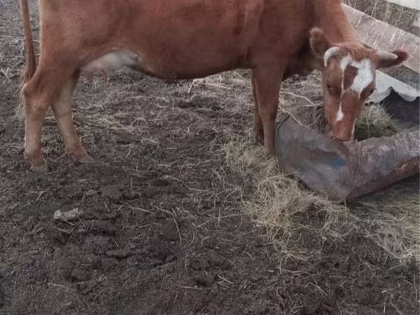 Kuh, Swiss cattle