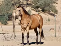 حصان, Quarter Horse — الصورة 5