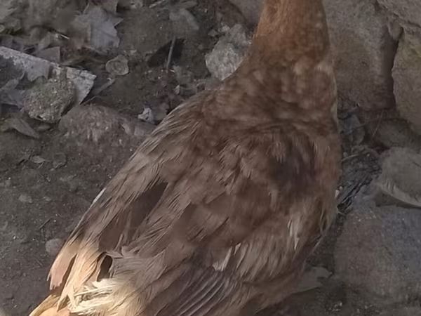 Ducks