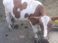 Toro, Ganado vacuno — foto 2