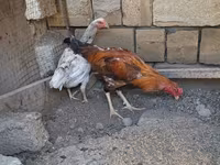 Chickens — Foto 4