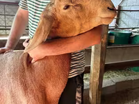Qoç, Arashan sheep — foto 2