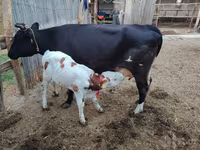 母牛, Simmental cattle — 照片 6