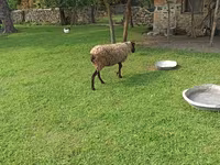 भेड़, Romanov sheep — फ़ोटो 1