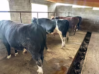 Bulle, Aberdeen-Angus — Foto 2