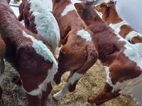 İribuynuzlu mal-qara (partiya, cinsi göstərilməyib), Simmental cattle — foto 3