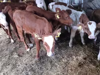Bulle, Simmental cattle — Foto 4