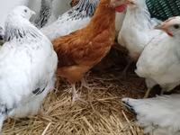 Chickens — फ़ोटो 2