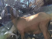 تيس, Nubian Goat — الصورة 1