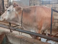 Kuh, Simmental cattle — Foto 1