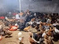 Chickens — फ़ोटो 3