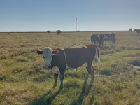 ثور, Simmental cattle — الصورة 3