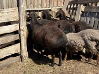 Qoç, Hissar sheep — foto 5