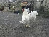 Chickens — photo 1