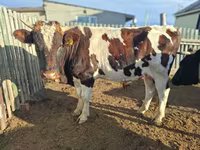 母牛, Latvian Blue cattle — 照片 6