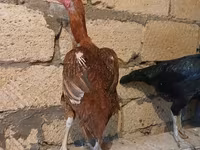 Chickens — foto 2