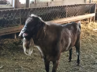 公山羊, Nubian Goat — 照片 1
