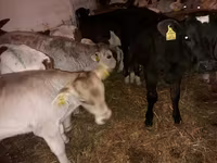 公牛, Simmental cattle — 照片 2