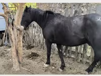 حصان, Kyrgyz Horse — الصورة 2