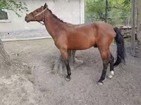 Hengst, Karachay horse — Foto 1