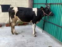 Kuh, Holstein-Rasse — Foto 4