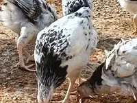 Chickens — foto 1