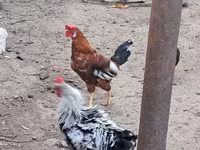 Chickens — Foto 5
