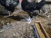 Chickens — foto 2