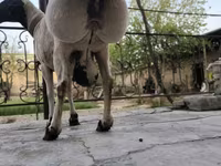 Qoç, Blackheaded Persian sheep — foto 5
