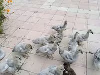 Ducks — photo 1
