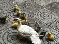 pato criollo doméstico — foto 1