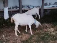 Echki, Saanen goat — 5-rasm