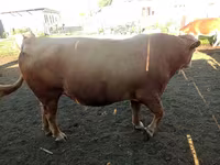 Kuh, Simmental cattle — Foto 6
