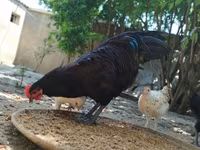 Australorp — photo 1