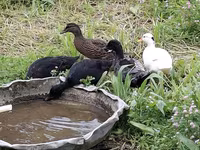 Ducks — Foto 8