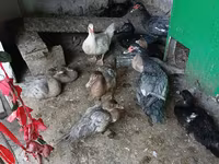 Ducks — 1-сурет