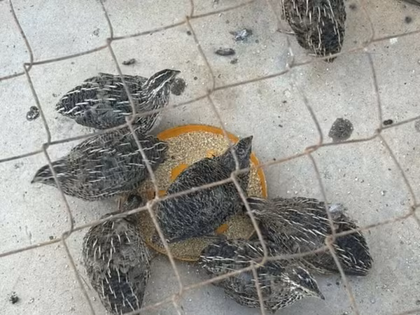 Королівський перепел