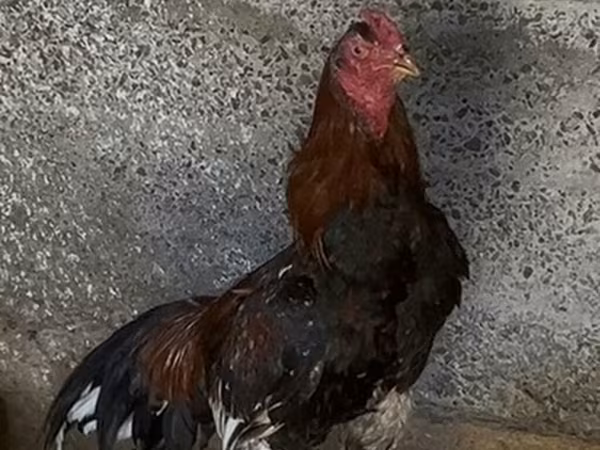 Chickens