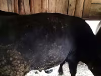 Bull, Hereford — photo 8
