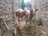 Vaca, Simmental cattle — foto 1