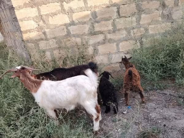 Echki, Echkilar