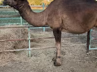 Kamele (Partie, Geschlecht nicht angegeben), Kamele — Foto 3