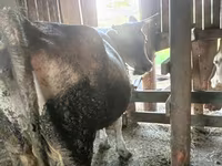 Vaca, Simmental cattle — foto 4