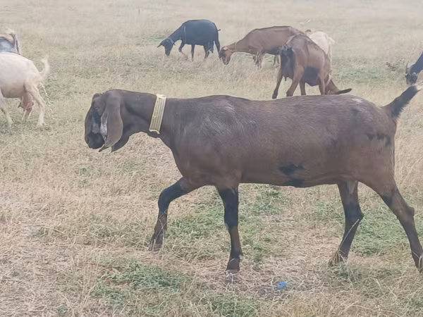 母山羊, Nubian Goat