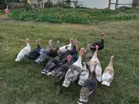 Turkeys — Foto 1