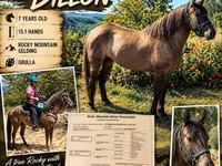 حصان, Rocky Mountain Horse — الصورة 1